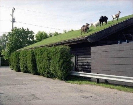 green roof maintenance